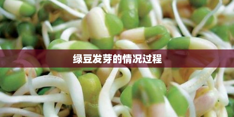 绿豆发芽的情况过程