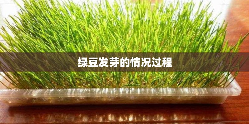 绿豆发芽的情况过程