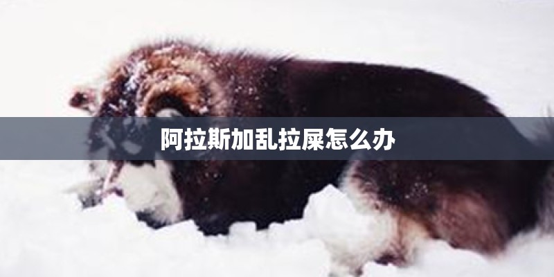 阿拉斯加乱拉屎怎么办