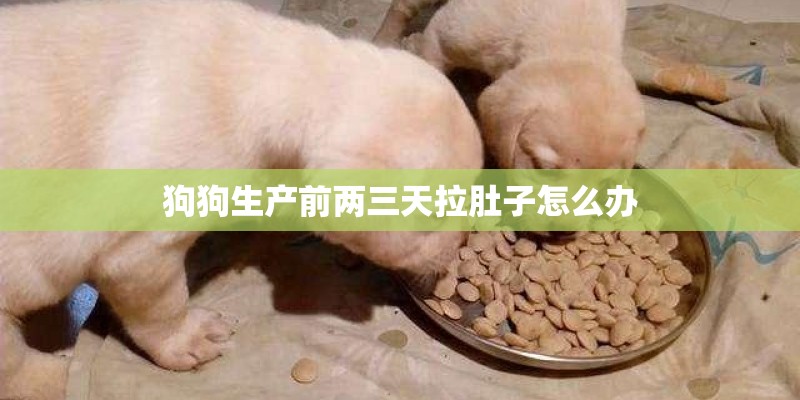 狗狗生产前两三天拉肚子怎么办