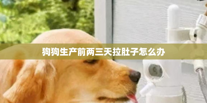 狗狗生产前两三天拉肚子怎么办