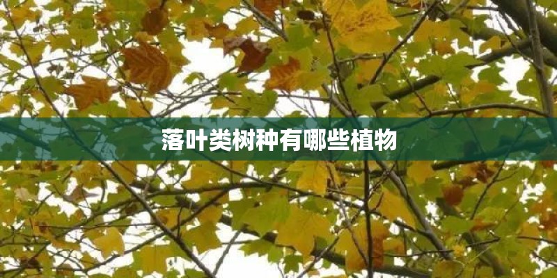 落叶类树种有哪些植物