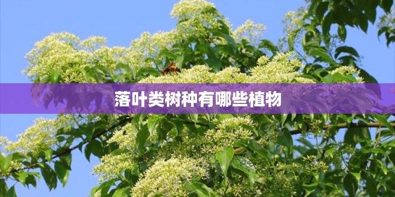 梦见母亲种茄子的预兆