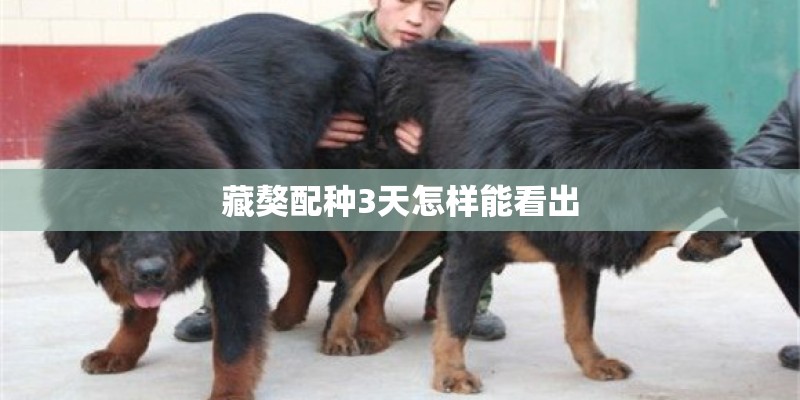 藏獒配种3天怎样能看出