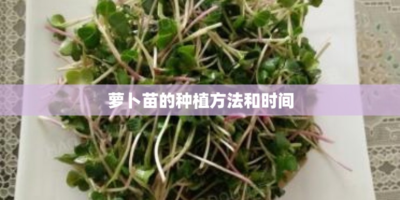 萝卜苗的种植方法和时间