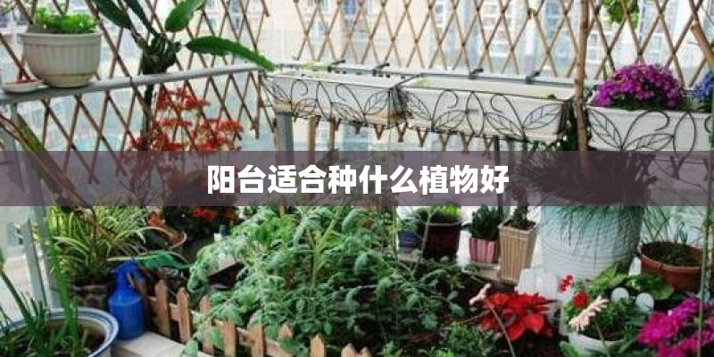 阳台适合种什么植物好
