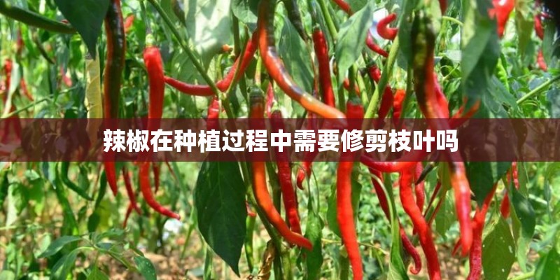 辣椒在种植过程中需要修剪枝叶吗