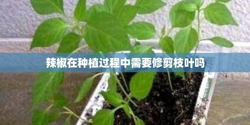 辣椒在种植过程中需要修剪枝叶吗