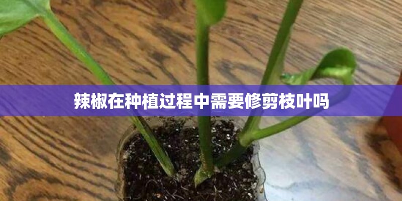 辣椒在种植过程中需要修剪枝叶吗