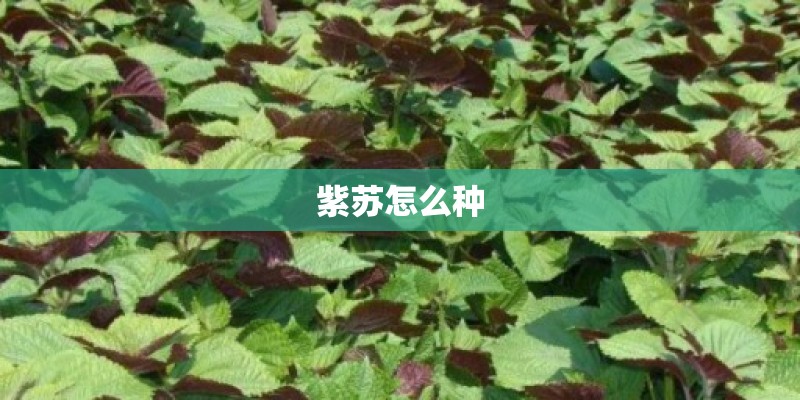 紫苏怎么种