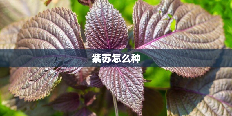 紫苏怎么种