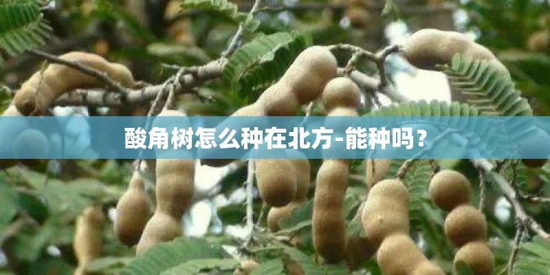 酸角树怎么种在北方-能种吗？