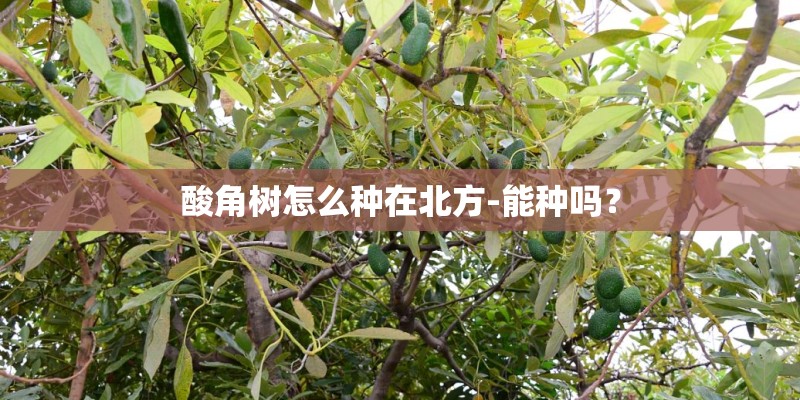 酸角树怎么种在北方-能种吗？