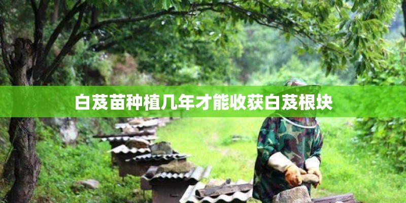 白芨苗种植几年才能收获白芨根块