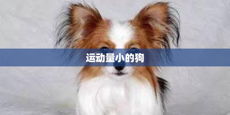 运动量小的狗