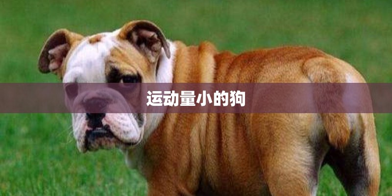 运动量小的狗