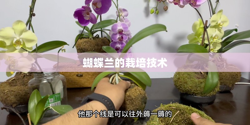 蝴蝶兰的栽培技术