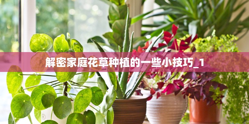 解密家庭花草种植的一些小技巧_1