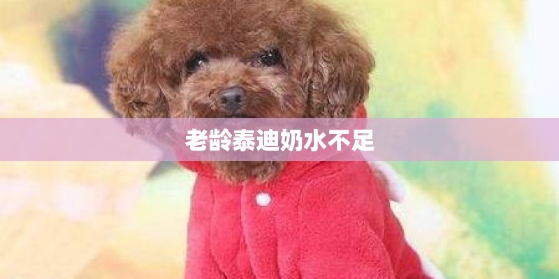 老龄泰迪奶水不足