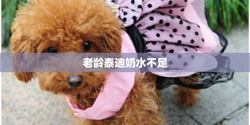 老龄泰迪奶水不足