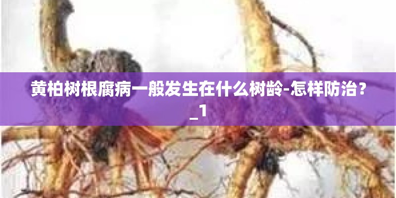 黄柏树根腐病一般发生在什么树龄-怎样防治?_1 黄柏树根腐病一般发生在什么树龄-怎样防治?_1