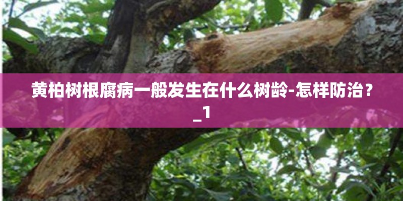 黄柏树根腐病一般发生在什么树龄-怎样防治?_1 黄柏树根腐病一般发生在什么树龄-怎样防治?_1
