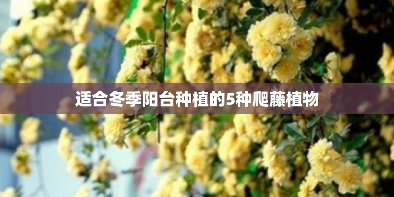 适合冬季阳台种植的5种爬藤植物