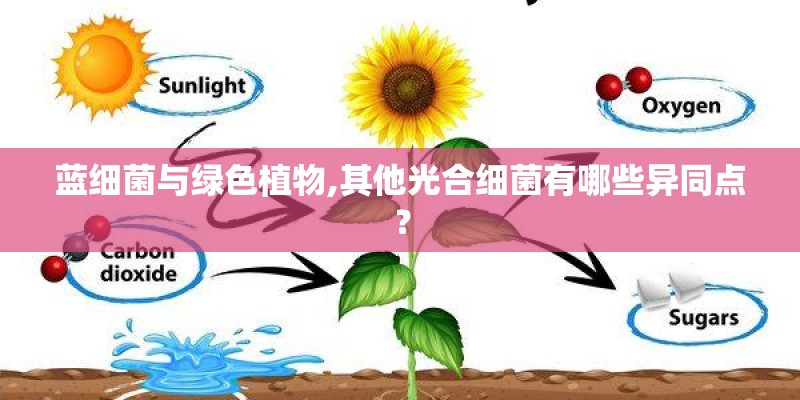 蓝细菌与绿色植物,其他光合细菌有哪些异同点？