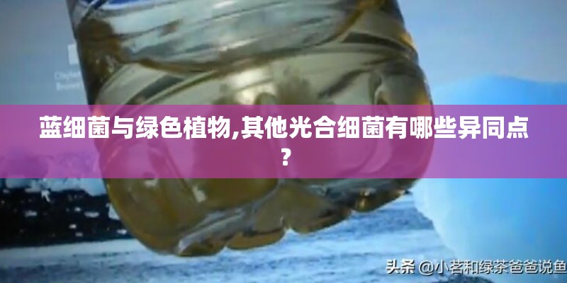 蓝细菌与绿色植物,其他光合细菌有哪些异同点？