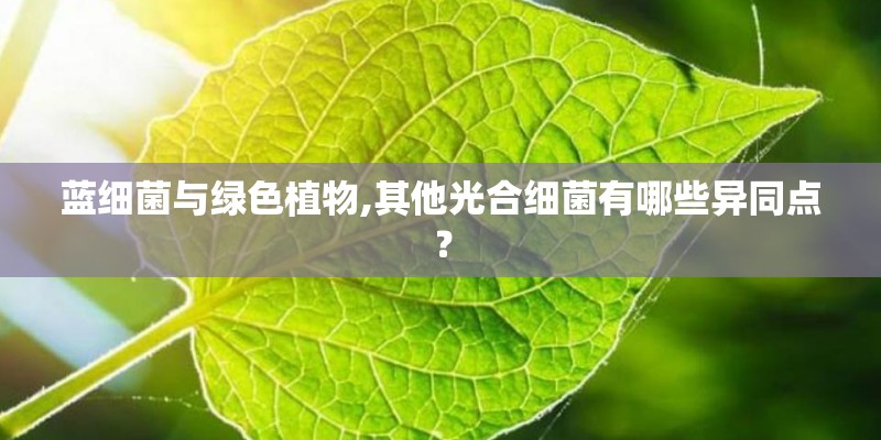 蓝细菌与绿色植物,其他光合细菌有哪些异同点？