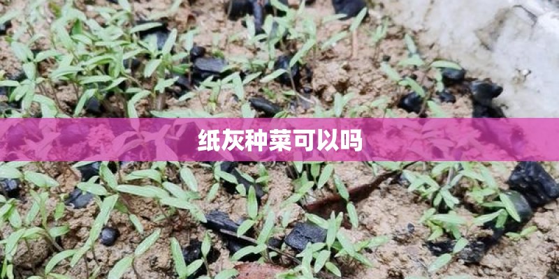 纸灰种菜可以吗