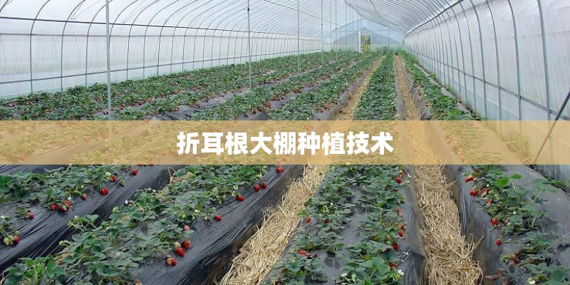 折耳根大棚种植技术