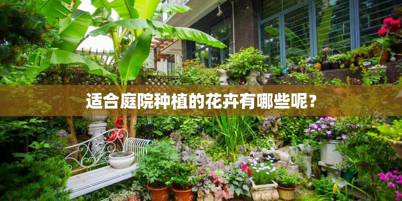 适合庭院种植的花卉有哪些呢？