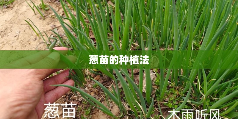 葱苗的种植法