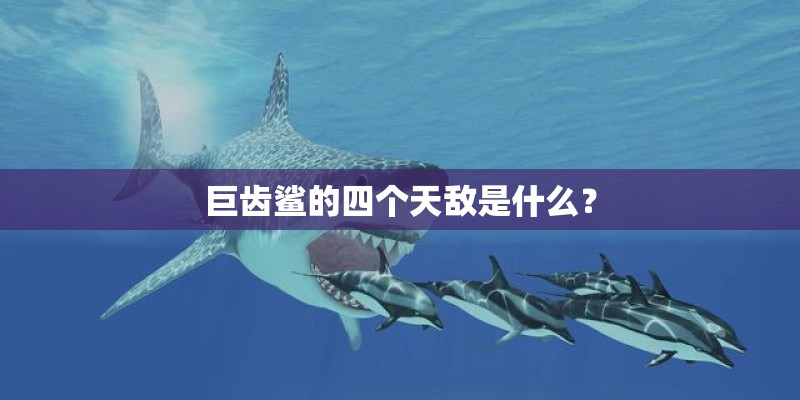 巨齿鲨的四个天敌是什么？