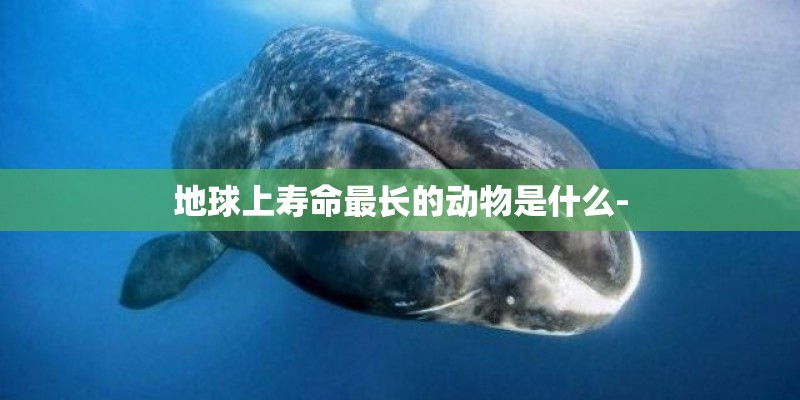 地球上寿命最长的动物是什么-
