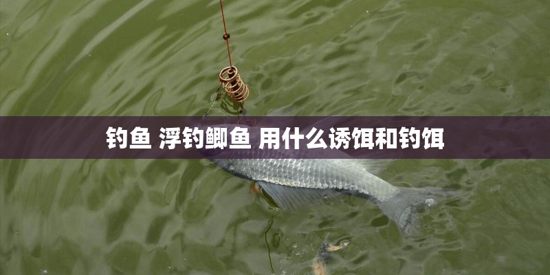 钓鱼 浮钓鲫鱼 用什么诱饵和钓饵
