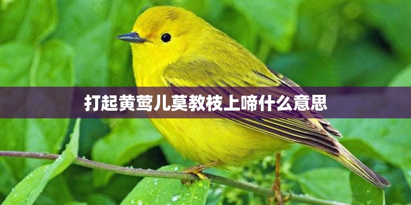 打起黄莺儿莫教枝上啼什么意思 打起黄莺儿莫教枝上啼什么意思