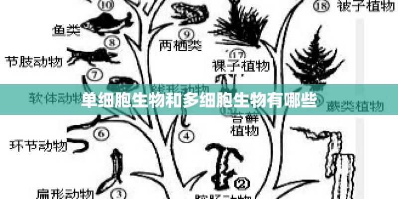 单细胞生物和多细胞生物有哪些 单细胞生物和多细胞生物有哪些