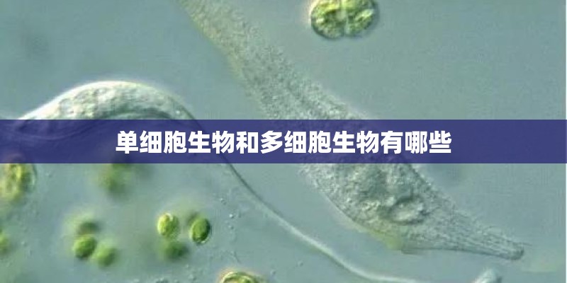 单细胞生物和多细胞生物有哪些 单细胞生物和多细胞生物有哪些