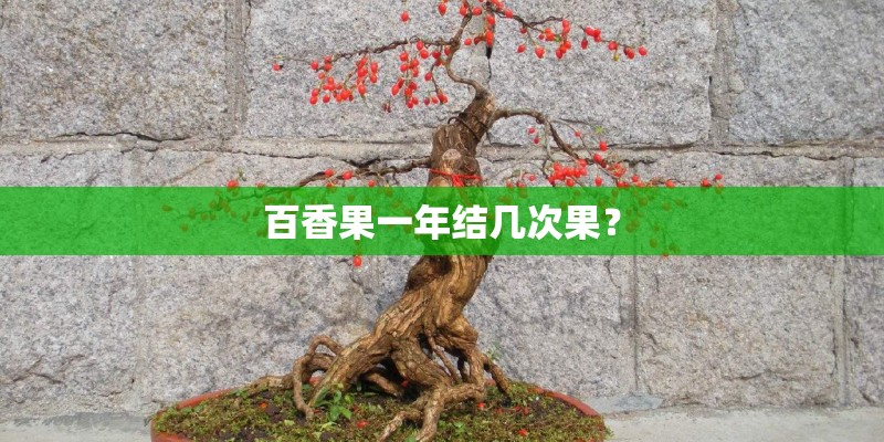 百香果一年结几次果？