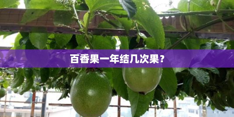 百香果一年结几次果？