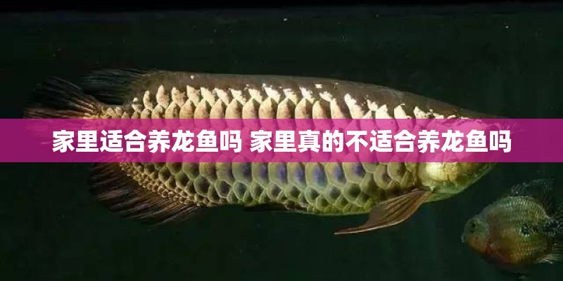 家里适合养龙鱼吗 家里真的不适合养龙鱼吗