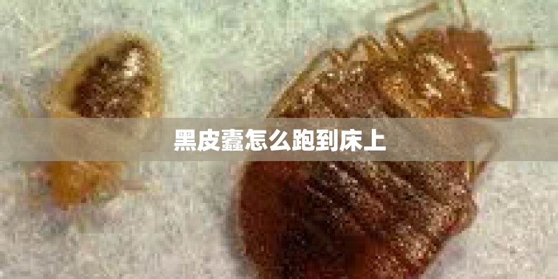 黑皮蠹怎么跑到床上