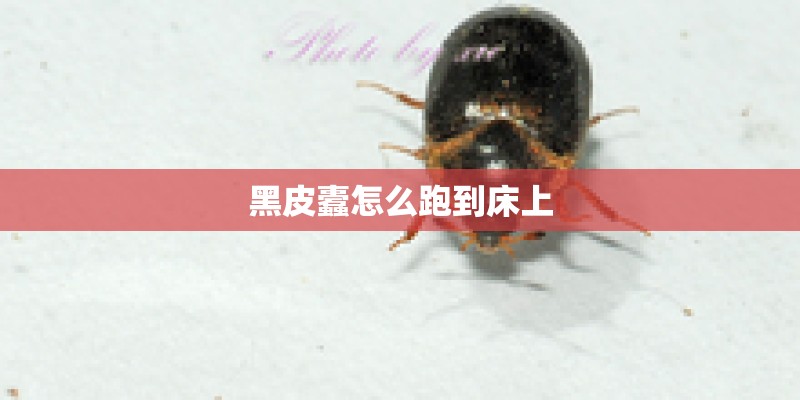 黑皮蠹怎么跑到床上 黑皮蠹怎么跑到床上