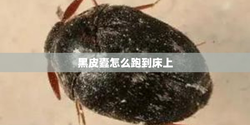 黑皮蠹怎么跑到床上 黑皮蠹怎么跑到床上
