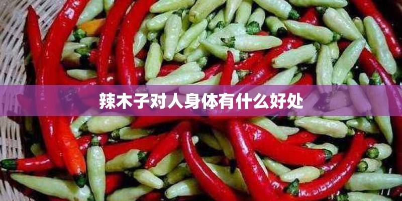 辣木子对人身体有什么好处