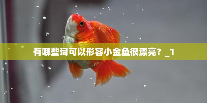 有哪些词可以形容小金鱼很漂亮？_1