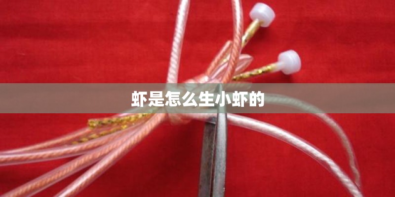 虾是怎么生小虾的