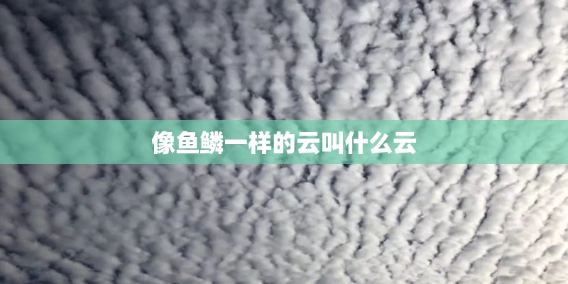 像鱼鳞一样的云叫什么云